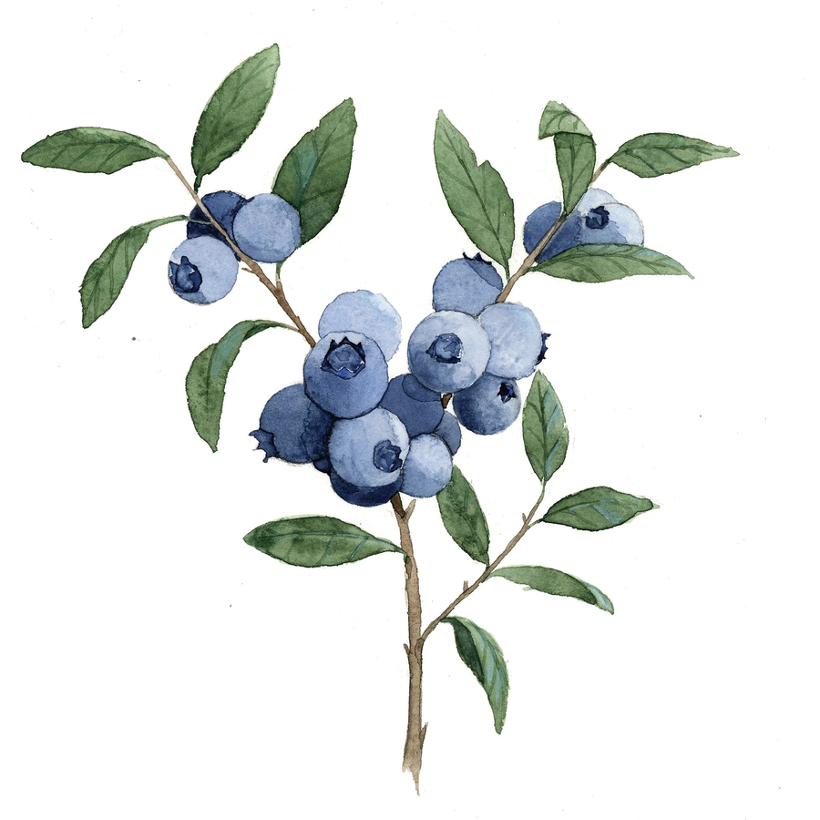 Organic Crib Fitted Sheet - Blueberry - House of Elia - Baby - $39