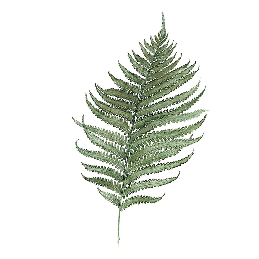 Organic Crib Fitted Sheet - Fern - House of Elia - Baby - $39