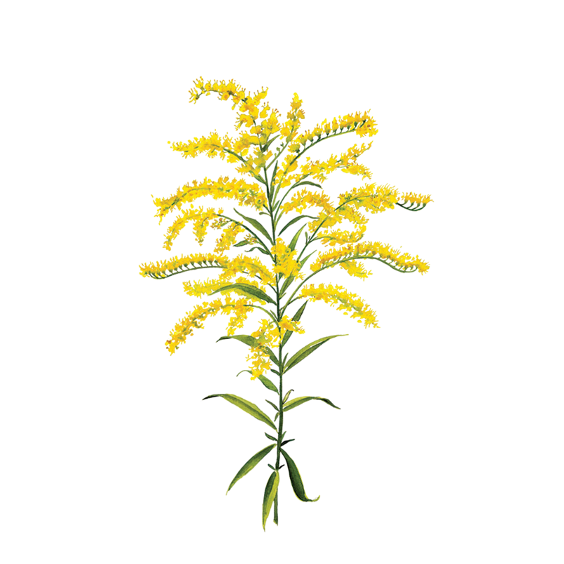 Organic Crib Fitted Sheet - Goldenrod - House of Elia - Baby - $39